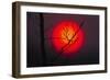 Sunset Beech Twig and Setting Sun-null-Framed Photographic Print