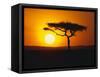 Sunset Behind a Tree-null-Framed Stretched Canvas