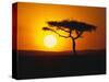 Sunset Behind a Tree-null-Stretched Canvas