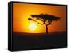 Sunset Behind a Tree-null-Framed Stretched Canvas