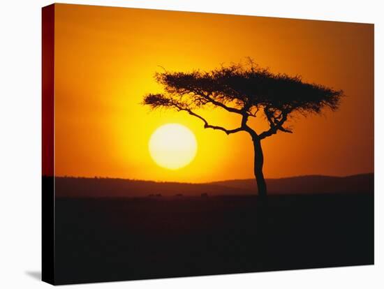 Sunset Behind a Tree-null-Stretched Canvas