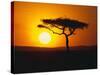 Sunset Behind a Tree-null-Stretched Canvas