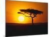 Sunset Behind a Tree-null-Mounted Photographic Print