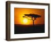 Sunset Behind a Tree-null-Framed Photographic Print