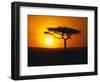 Sunset Behind a Tree-null-Framed Photographic Print