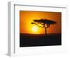 Sunset Behind a Tree-null-Framed Photographic Print