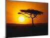 Sunset Behind a Tree-null-Mounted Photographic Print