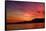 Sunset Birds-Ursula Abresch-Framed Stretched Canvas