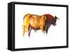 Sunset Bull, 2010-Mark Adlington-Framed Stretched Canvas