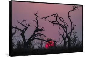 Sunset, Chobe National Park, Botswana, Africa-Ann and Steve Toon-Framed Stretched Canvas