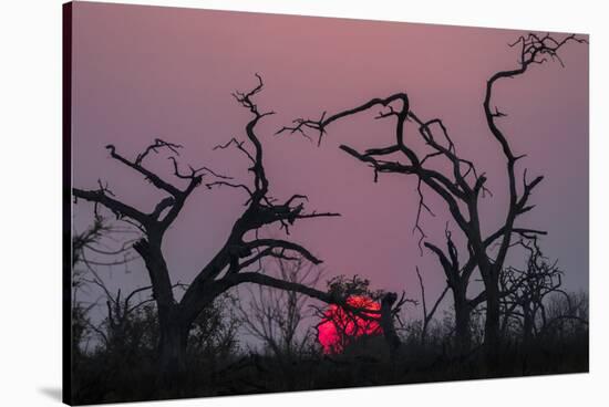 Sunset, Chobe National Park, Botswana, Africa-Ann and Steve Toon-Stretched Canvas