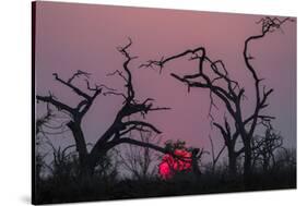 Sunset, Chobe National Park, Botswana, Africa-Ann and Steve Toon-Stretched Canvas