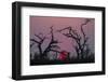 Sunset, Chobe National Park, Botswana, Africa-Ann and Steve Toon-Framed Premium Photographic Print