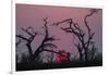 Sunset, Chobe National Park, Botswana, Africa-Ann and Steve Toon-Framed Photographic Print