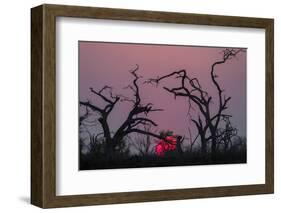 Sunset, Chobe National Park, Botswana, Africa-Ann and Steve Toon-Framed Photographic Print