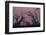 Sunset, Chobe National Park, Botswana, Africa-Ann and Steve Toon-Framed Photographic Print