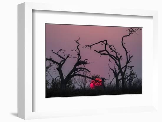 Sunset, Chobe National Park, Botswana, Africa-Ann and Steve Toon-Framed Photographic Print