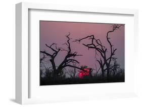 Sunset, Chobe National Park, Botswana, Africa-Ann and Steve Toon-Framed Photographic Print