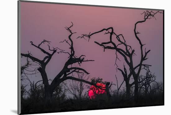 Sunset, Chobe National Park, Botswana, Africa-Ann and Steve Toon-Mounted Photographic Print