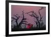 Sunset, Chobe National Park, Botswana, Africa-Ann and Steve Toon-Framed Photographic Print