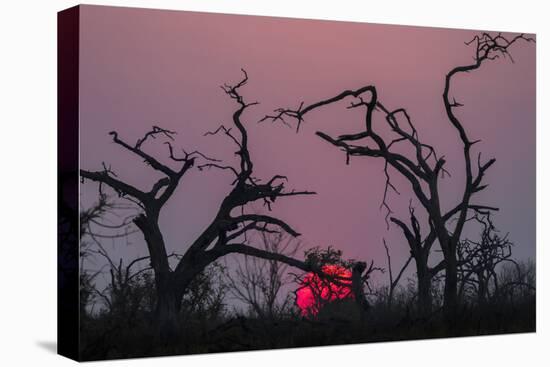 Sunset, Chobe National Park, Botswana, Africa-Ann and Steve Toon-Stretched Canvas