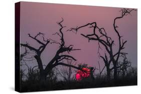 Sunset, Chobe National Park, Botswana, Africa-Ann and Steve Toon-Stretched Canvas