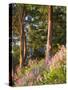 Sunset Colors on Lupines, Olympic Peninsula, Washington, USA-Tom Norring-Stretched Canvas