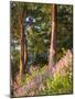 Sunset Colors on Lupines, Olympic Peninsula, Washington, USA-Tom Norring-Mounted Photographic Print