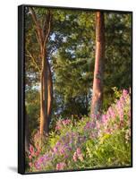 Sunset Colors on Lupines, Olympic Peninsula, Washington, USA-Tom Norring-Framed Photographic Print