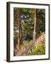 Sunset Colors on Lupines, Olympic Peninsula, Washington, USA-Tom Norring-Framed Photographic Print