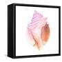 Sunset Conch II-Jacob Green-Framed Stretched Canvas