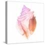 Sunset Conch II-Jacob Green-Stretched Canvas