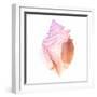 Sunset Conch II-Jacob Green-Framed Art Print