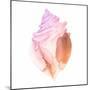 Sunset Conch II-Jacob Green-Mounted Art Print