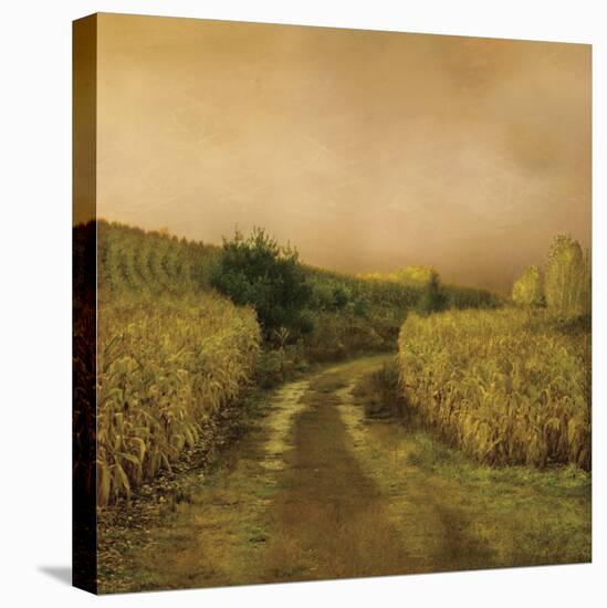 Sunset Cornfield-Dawne Polis-Stretched Canvas