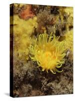 Sunset Cup Coral - Yellow Cave Coral, on Sponge Covered Rock Face, Lundy Island, Devon, England-Linda Pitkin-Stretched Canvas