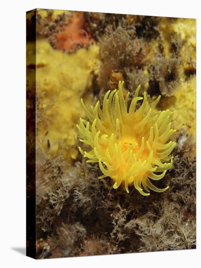 Sunset Cup Coral - Yellow Cave Coral, on Sponge Covered Rock Face, Lundy Island, Devon, England-Linda Pitkin-Stretched Canvas