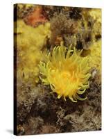 Sunset Cup Coral - Yellow Cave Coral, on Sponge Covered Rock Face, Lundy Island, Devon, England-Linda Pitkin-Stretched Canvas