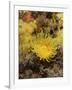 Sunset Cup Coral - Yellow Cave Coral, on Sponge Covered Rock Face, Lundy Island, Devon, England-Linda Pitkin-Framed Photographic Print