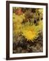 Sunset Cup Coral - Yellow Cave Coral, on Sponge Covered Rock Face, Lundy Island, Devon, England-Linda Pitkin-Framed Photographic Print