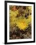 Sunset Cup Coral - Yellow Cave Coral, on Sponge Covered Rock Face, Lundy Island, Devon, England-Linda Pitkin-Framed Photographic Print