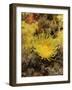 Sunset Cup Coral - Yellow Cave Coral, on Sponge Covered Rock Face, Lundy Island, Devon, England-Linda Pitkin-Framed Photographic Print