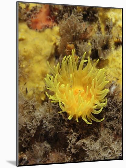 Sunset Cup Coral - Yellow Cave Coral, on Sponge Covered Rock Face, Lundy Island, Devon, England-Linda Pitkin-Mounted Photographic Print