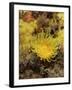 Sunset Cup Coral - Yellow Cave Coral, on Sponge Covered Rock Face, Lundy Island, Devon, England-Linda Pitkin-Framed Photographic Print