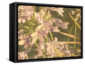 Sunset Flower-George Johnson-Framed Stretched Canvas