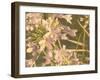 Sunset Flower-George Johnson-Framed Photographic Print