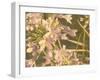 Sunset Flower-George Johnson-Framed Photographic Print