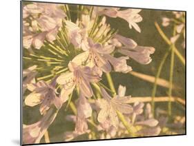 Sunset Flower-George Johnson-Mounted Photographic Print
