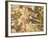 Sunset Flower-George Johnson-Framed Photographic Print