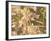 Sunset Flower-George Johnson-Framed Photographic Print